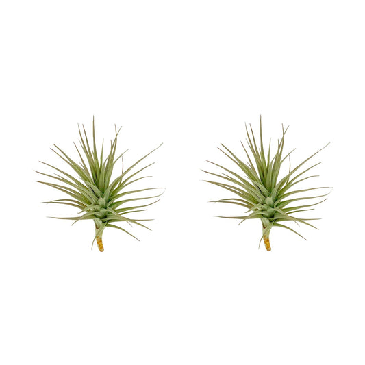 ragnaroc Air Plants - Flowering Tillandsia Lilla Lilac, Large 5" - 3ct - Live Arrival Guaranteed - House Plants for Home Decor & Gift
