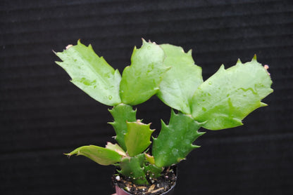 Live Plant - Christmas Cactus Starter Plant Aurea Schlumbergera Truncata