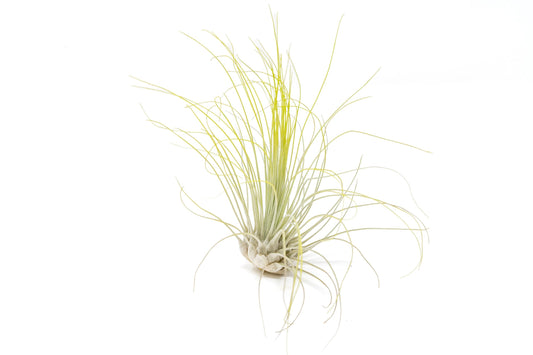 Bright Green Colorful Tillandsia Air Plants -Long Lasting Color Enhanced Live Tillandsia Succulent House Plants -Home and Garden Decor -Easy Care Indoor/Outdoor Plants (Argentea Thin, Single)