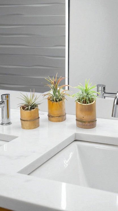 It Blooms Rainforest Grown 3 Pack Ionantha Air Plants Assorted Sizes - Live Tillandsia - 1 to 3 inches - 30 Day Guarantee