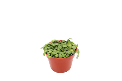 California Tropicals 4" String of Turtles Live Indoor House Plants - Mini Rooted Potted Tropical Garden Supplies - Fresh Leaf, Easy Care, Easy Plant, Hanging Office Plant - Air Purification