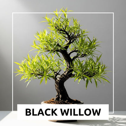 Blackskin Willow Bonsai Tree Cutting to Grow - Rare Dark Branches, Easy-to-Grow Bonsai for Indoor & Outdoor Decor, Beginner-Friendly, Unique Miniature Tree Gift, Fast Growing
