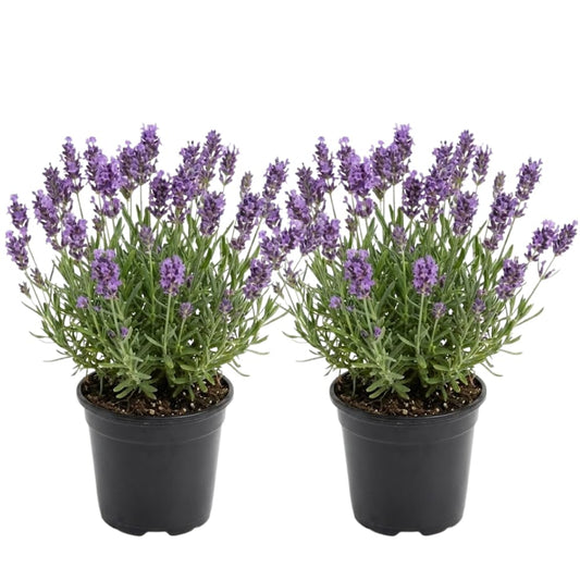 2 English Lavender Live Plant, 3" Pot, Fragrant Lavandula Angustifolia Flower, Live Lavender Plants for Inside Windowsills or Outdoor Gardens