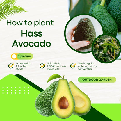 Live HASS Avocado Tree, Avocado Seedlings from 1 to 2 Feet Height, 3 Gal Pot for Edible Gardening, No Shipping to CA