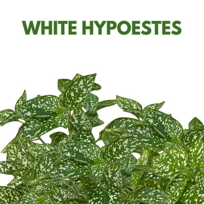 BubbleBlooms White Hypoestes phyllostachya 2 inch Set of 3 Flamingo Polka Dot Plant Tiny Mini Pixie Plants