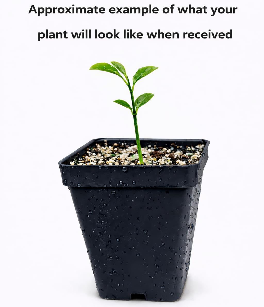 Yuzu Tree - 2-5 Inch Tall Live Plant - Potted Cold Hardy Citrus Seedling - Yellow Lemon Citron Fruit Plant - Yuzu ichandrin