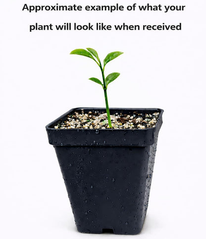 Meyer Lemon Tree - 2-5 Inch Tall Live Plant - Potted Indoor/Outdoor Fruit Seedling - Citrus x meyeri