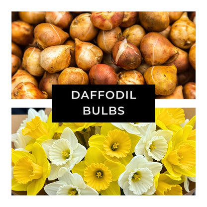 5 Yellow Daffodil Bulbs - Large Giant Narcissus Flowers | Easy to Grow Fall Planting Bulbs for Vibrant Spring Blooms