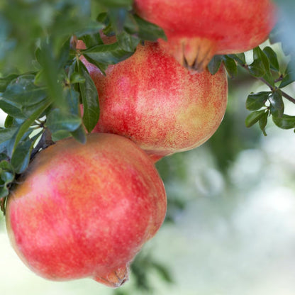 Pack 3 Pomegranate Tree Live Plant, Pomegranate Plant, Pomegranate Fruit Tree, Pomegranate Tree - Live Plant - Red Pomegranate Bush - Hardy Fruit Tree, Size 8 to 10 Inch Tall