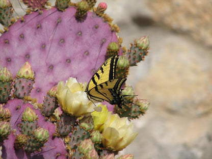 TWIGA Purple Prickly Pear Cactus 1 Pad Live Plant - Fresh and Vibrant Opuntia Genus Cactus Plants Live - Unique Purple Hue - Ready for Propagation - Ideal for Gardens or Indoor Spaces