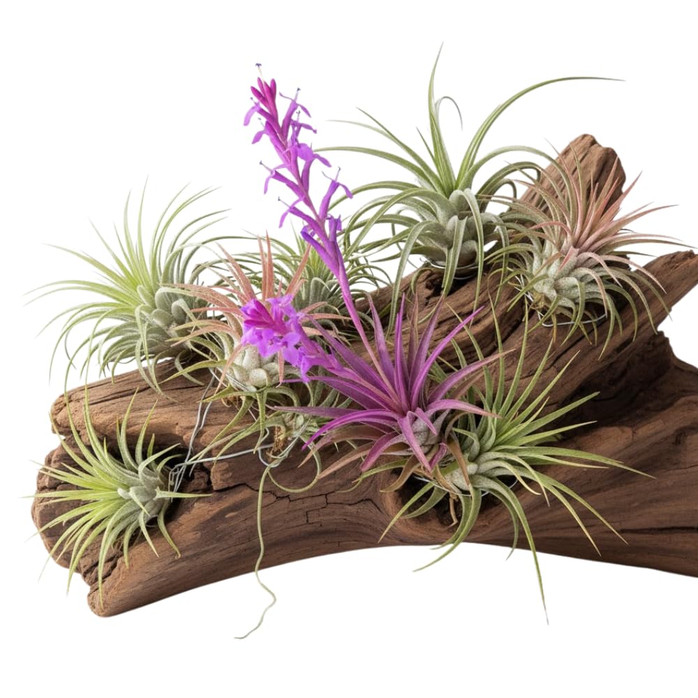 Tillandsia Air Plants, Live Succulents Indoor Plants, Assorted Airplants Variety for Decoration, Terrariums, and Office (12)
