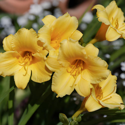 25 Stella de Oro Daylily Plants Live Bare Root Fans, Low Maintenance, Hardy Perennial Flowers, Ideal for Border Gardens, Beds & Outdoor Landscaping