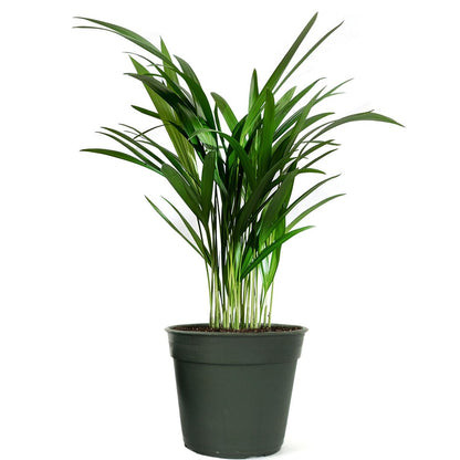 American Plant Exchange Live Areca Palm – 6-Inch Pot – Tropical Houseplant with Feathery Green Fronds, Pet-Friendly Easy Care Indoor Plant for Homes, Offices, Apartments & Decorative Spaces