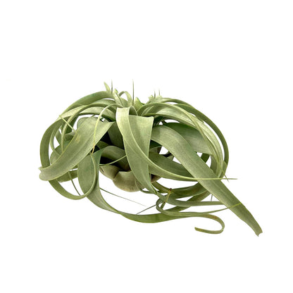 ragnaroc Air Plants - Tillandsia Xerographica, Large 5-7” - 1ct - Live Arrival Gauranteed - House Plants for Home Decor & Gift