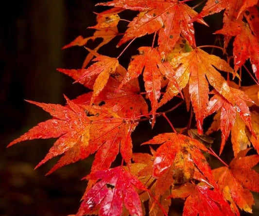 Autumn Blaze Maple Tree - 6-12" Tall Live Plant - 2.5" Pot - Fast Growing Landscape Shade Tree - Acer x freemanii 'Jeffersred'