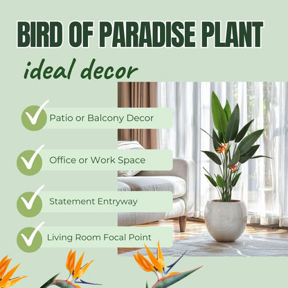 Bird of Paradise Plant Live, 5" to 12" Tall, Established Roots, Strelitzia Reginae Live Plant Houseplant Indoor Outdoor (Orange)