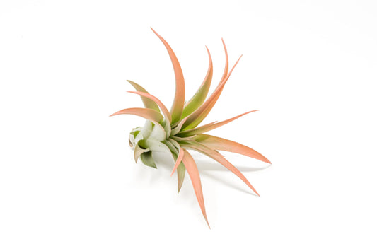 Coral Colorful Tillandsia Air Plants - Long Lasting Color Enhanced Live Tillandsia Succulent House Plants - Home and Garden Decor - Easy Care Indoor/Outdoor Plants (Brachycaulos Abdita, Single)