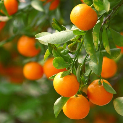 Clementine Mandarin Tree - 2-5 Inch Tall Live Plant - Potted Orange Fruit Seedling - Citrus x Clementina