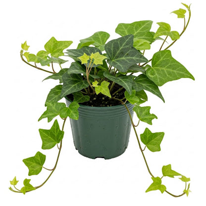 Green English Ivy Live Plant, Hardy Ivy Plants in 4 Inch Pot, Outdoor Indoor Garden