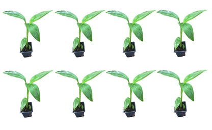 8 Musa Basjoo Banana Tree/Hardy Banana Tree in 4 Inch Pots (8 Four Inch Pots with a Banana Starter Plant in Each Pot)