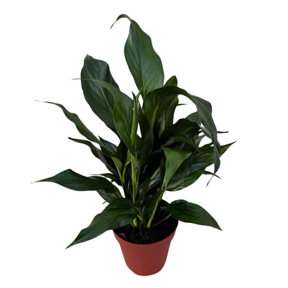 PLANTVERS Peace Lily in a 4” Grow Pot – Live Spathiphyllum – Flowering Air Purifying Plant – Easy Care & Low Maintenance Houseplant – Blooming Gift Plant (Peace Lily in a 4" Grow Pot)