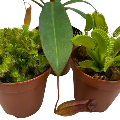 BubbleBlooms Carnivorous Plant Assortment Set, 3 Different Plant Species in 2 inch Pots