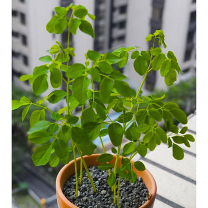 Sets 2 Moringa Plants Live Tree, 6 to 10" Moringa Oleifera Plant, Well Rooted, Cold Hardy, Spring Planting Drumstick Horseradish Tree