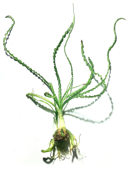 Marcus Fish Tanks Crinum Calamistratum Easy to Grow Hardy Live Aquarium Plant Betta Fish Plants