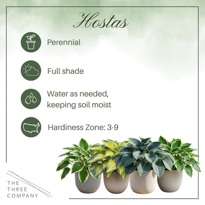 Live Hosta 'Patriot', Flowering Shade Perennial Plant, 12" Tall by 8" Wide in a 2.5 Qt Pot