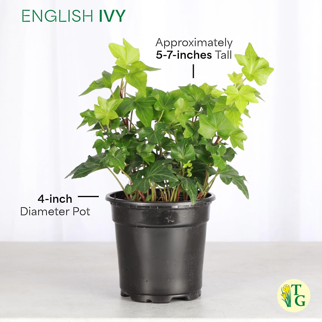 Thorsen's Greenhouse Live Green English Ivy Plant, Hedera Helix, Natural Air Purifier, Easy to Grow, Live Indoor Houseplant, 4" Diameter Pot (Lavender)