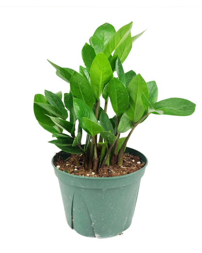 ZZ Plant (4" Grower Pot) - Low Light and Healthy Houseplant - Easy to Care, Easy to Grow Plants for Beginners - Live Healthy Houseplant for Home Office Decoration - Air-Purifying Indoor Plant