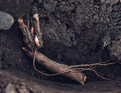 First Out - Early Double Dark Red Peony, Bare Root 3-5 Eyes, Peony Bulbs for Planting, Live Peonies Plants, Fernleaf Peony, Peony Plants Ready to Plant, Tree Peony Bulbs for Spring Planting 2025