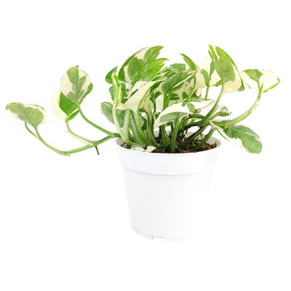 Pothos N'joy (4 inch) - Air-Purifying Houseplants - 4/6 inch Unique Live Decorative Houseplants - Low-Maintenance Indoor Plants, House Warming Gift, Natural Air Purifier