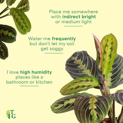 Thorsen's Greenhouse Red Prayer Plant, Live Indoor Plant, Pet Friendly, Popular Houseplant, Red Maranta, Easy to Grow, 4" Diameter Pot (Sage)