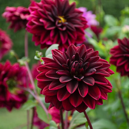 Votaniki Sam Hopkins Dahlia Tubers for Planting — Perennial & Large Flower, Dark Red Dinnerplate Dahlia | Easy to Grow Summer Flowers (1 Pack)
