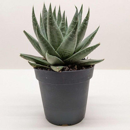 Succulent Haworthia Savanna Live Plant for Indoor | Different Houseplants in 4'' & 6'' Pot | Real House Plant Decor for Living Room, Office, Desk & Bathroom | Little Warty Ox Tongue