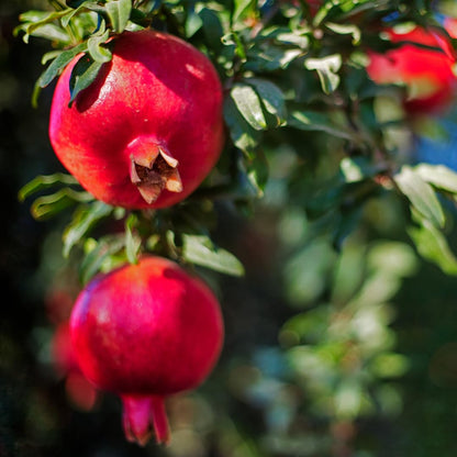 Live Pomegranate Plant, Sweet Pomegranate Tree, Fruit Plant, 4-7 Inches Tall for Indoor Growing