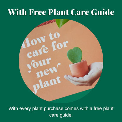 HOUSE PLANT SHOP | Calathea Rattlesnake 'Kokedama Beads' - 4" Pot | Live Indoor Plant | Easy to Care | Natural Décor Plant | Great Gifts | Free Care Guide