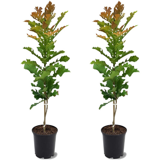 Bur Oak, Canopy Tree, Acorn Bearing Tree, Deciduous, 2-3 ft Tree Height, 1 gal. Nursery Pot (Due to Agricultural Laws, we Cannot Ship to CA, AZ, AK, or HI), 2 Trees