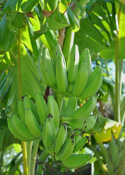 Mona Lisa Banana Plant Rare Musa FHIA-02 – Live Plant, 5-9 Inches Tall – Fast-Growing, Rare Dessert Banana Variety
