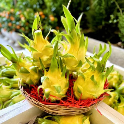 2 Yellow Dragon Fruit Tree Live Plant, 4 to 7 Inc, Live Dragon Fruit Plant, Sweet Fruit Plant Outdoor Garden, Without Pot