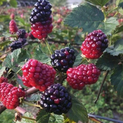 Set 2 Boysenberry Live Plant, 4-7 Inches Tall, Hardy Berry Bush, Berry Fruit Plants Live for Planting in Garden