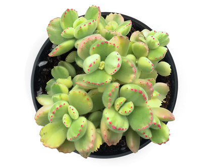 Sprout N Green Bear’s Paws, Live Succulent Fully Rooted in 4" Pots with Soil Mix, Rare House Plant for Home Office Indoor Outdoor Wedding Decor, DIY Projects, Party Favor