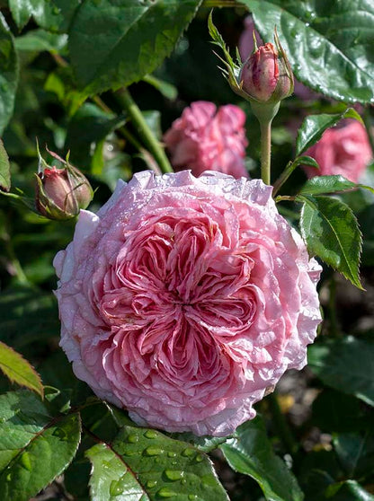 Romantica Ball Gown Rose 1.5 Gal Potted Live Plant, Reblooming Large Fragrant Pink Flowers, Own Root Hybrid Tea, Stargazer Perennials