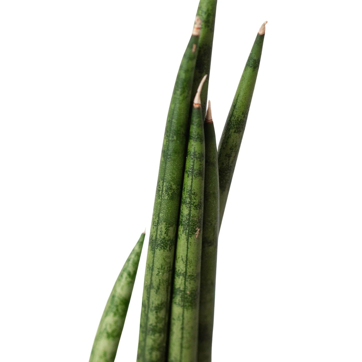 10 Pack Snake Plant Cylindrica in 4in Pot - Live Plants Tropical Houseplants | Variegated | USA Growers | The Snobby Leaf