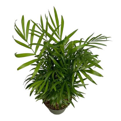 Hopewind Plants Shop Parlor Palm, Pet-Friendly, Air Purifying Plant, Live Indoor Plant, Neanthe Bella Palm, Easy Care and Easy to Grow and Low Maintenance Live Houseplant in 4 inch Pot