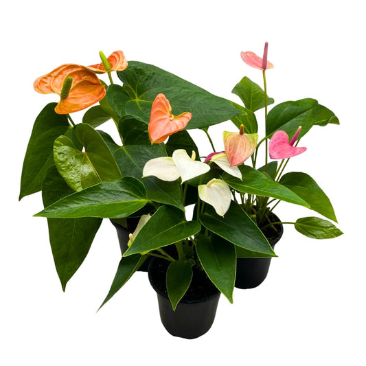 BubbleBlooms Colorful Anthurium Assortment, 4 inch Set of 3, Different Color Flowers, Red, White, Pink, Purple, Orange, Peppermint, and More