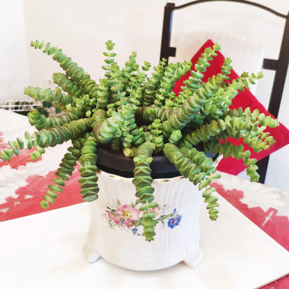 String of Buttons Live Plants, Easy Indoor Trailing Succulent in 2.5" Pot, Hanging Succulent Houseplant Indoor Outdoor Planting