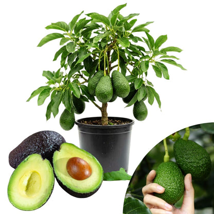 HASS Avocado Tree, Avocado Trees Live Plants in 3 Gallon Pot, Fruit Bearing Plant for Outdoor Garden, 1-2 Feet Tall, No CA
