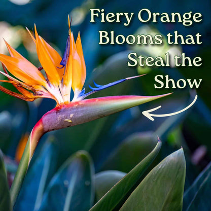 Tropical Plants of Florida Bird of Paradise Live Plant Orange Flower with Fertilizer and Soil - 3 Gallon 30 to 36 Inch Tall Indoor Outdoor Tropical Foliage Plant